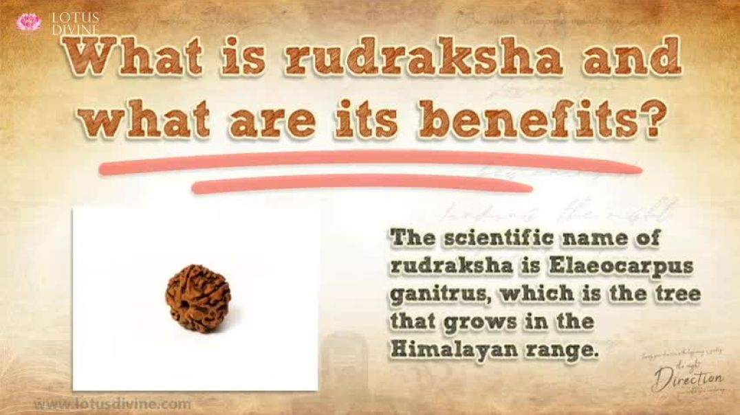 What is rudraksha and what are its benefits